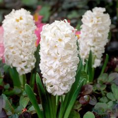 Jácint virághagyma - Carnegie