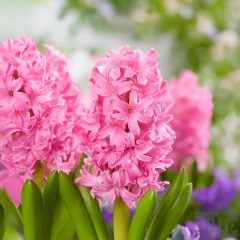 Jácint virághagyma - Pink Pearl 