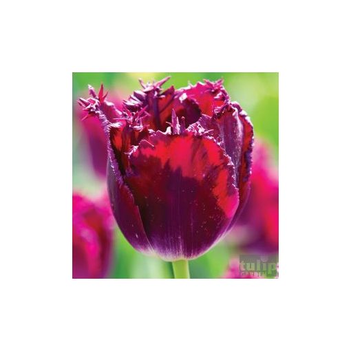 PURPLE CRYSTAL