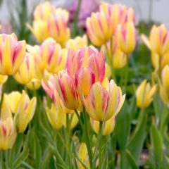 Tulipánhagyma - Antoinette