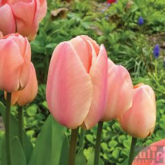 Tulipánhagyma - Apricot Pride