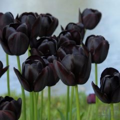 Tulipánhagyma - Black