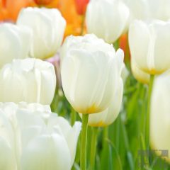 Tulipánhagyma - Catherine