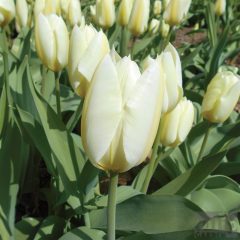 Tulipánhagyma - Cheers