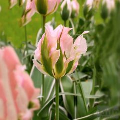 Tulipánhagyma - China Town