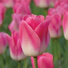 Tulipánhagyma - Dynasty