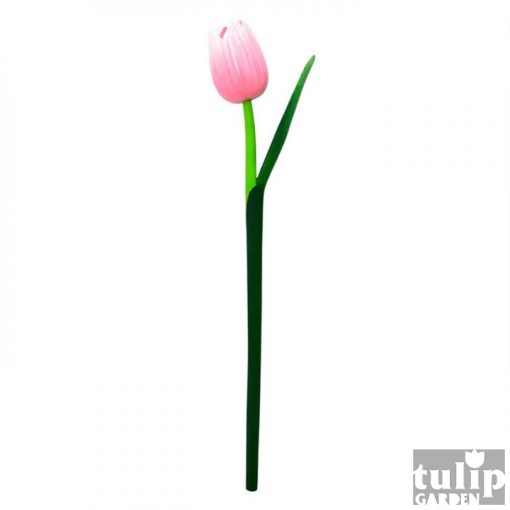 Fa Tulipán (nagy) - fehér-rózsaszín