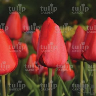 Tulipán