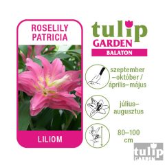 Liliom hagyma - Roselily Patricia