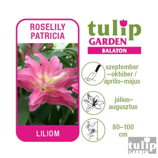 Liliom hagyma - Roselily Patricia