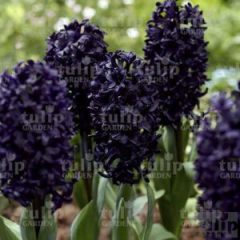 Midnight Sky