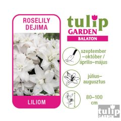 Liliom hagyma - Roselily Djima