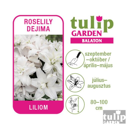 Liliom hagyma - Roselily Djima
