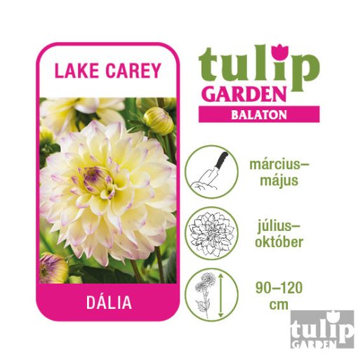 Dália hagyma - Lake Carey