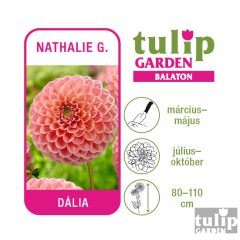 Dália hagyma - Nathalie G.